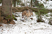 Wolf (Canis lupus) in the forest, threat mimicry, Bayerisher Wald, Bavaria, Germany