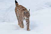 Eurasian Lynx (Lynx lynx) walking in the snow, Bayerisher Wald, Bavaria, Germany