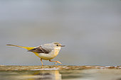 Grey Wagtail (Motacilla cinerea) walking by a waterfall on a river in Vaucluse, Provence, France