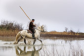 Gardian on horseback in a Camargue marsh, France