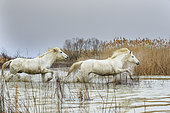 Horses galloping in a marsh in the Camargue, France