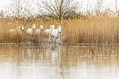 Horses galloping in a marsh in the Camargue, France