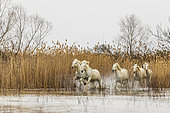 Horses galloping in a marsh in the Camargue, France