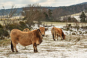 Aubrac cows in winter on the Margeride plateau, Lozère, France