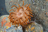 Telmatactis Anemone (Telmatactis cricoides). It can reach 30 cm in diameter and has a highly variable coloration (up to 30 different color patterns have been recorded. Its tentacles are stinging. Seabed of the Canary Islands, Tenerife.