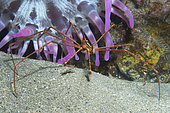 Arrow crab (Stenorhynchus lanceolatus) near a Telmatactis anemone. Marine invertebrates of the Canary Islands, Tenerife.