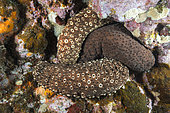 Sea cucumber (Holothuria sanctori). Marine invertebrates of the Canary Islands, Tenerife.