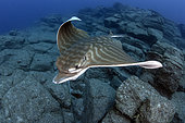 Canary fish. Duckbill ray (Pteromylaeus bovinus) Tenerife, Canary Islands.