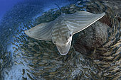 Canary fish. Duckbill ray (Pteromylaeus bovinus) Tenerife, Canary Islands.
