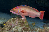 Red barred hogfish (Bodianus scrofa), male. This species has a marked sexual dimorphism. The iron. Fish of the Canary Islands.