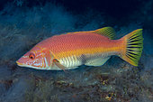 Red barred hogfish (Bodianus scrofa), female. This species has a marked sexual dimorphism. The iron. Fish of the Canary Islands.