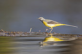 Grey Wagtail (Motacilla cinerea) walking on the edge of a waterfall, in a river in Vaucluse, France
