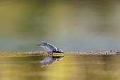 Pied Wagtail (Motacilla alba) catching small prey, in a river in Vaucluse, France