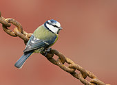 Blue tit (Cyanistes caeruleus) perched on an old rusty chain, England