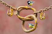 Blue tit (Cyanistes caeruleus) and Great tit (Parus major) perched on an old rusty chain, England