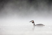 Great crested Grebe (Podiceps cristatus) grebe swiming in the mist, England