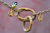 Great Tit (Parus major) perched on a rusty yellow chain, England
