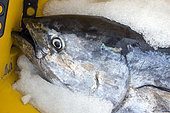 Artisanal and selective fishing for bluefin tuna, locally called "patudo" (Thunnus thynnus). Boat Ana Carmen Dos, Los Cristianos. Tenerife. Sustainable fishing, Canary Islands. Atlantic Ocean, Macaronesia.