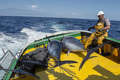 Artisanal and selective fishing for bluefin tuna, locally called "patudo" (Thunnus thynnus). Boat Ana Carmen Dos, Los Cristianos. Tenerife. Sustainable fishing, Canary Islands. Atlantic Ocean, Macaronesia.