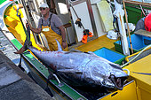 Artisanal and selective fishing for bluefin tuna, locally called "patudo" (Thunnus thynnus). Boat Ana Carmen Dos, Los Cristianos. Tenerife. Sustainable fishing, Canary Islands. Atlantic Ocean, Macaronesia.