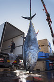 Artisanal and selective fishing for tuna, bluefin tuna (Thunnus thynnus). Arrival at the Port of Los Cristianos, Tenerife. Sustainable fishing, Canary Islands. Atlantic Ocean, Macaronesia.