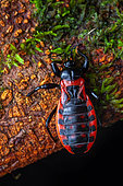 Assassin bug (Brontostoma basalis) nymph, Saut Maripa, French Guiana