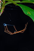 Net-casting Spider (Deinopis sp), Saut Maripa, French Guiana