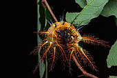 Automeris (Automeris egeus) caterpillar, Yiyi's Pripri, French Guiana