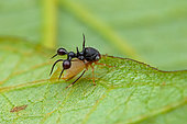 Ant-mimicking treehopper (Cyphonia clavata) on a leaf, Montagne de Fer, French Guiana