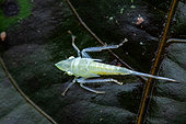 Leafhopper (Cicadellidae sp), nymph on a leaf, Montagne de Fer, French Guiana