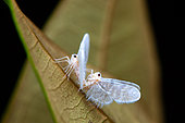 Derbid Planthopper (Derbidae sp) mating, Montagne de Fer, French Guiana