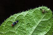 Sharpshooter (Amblyscarta -Strictogonia - unifasciata) and dead Longlegged Fly (Condylostylus sp) on a leaf, Montagne de Fer, French Guiana
