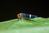 Sharpshooter (Amblyscarta -Strictogonia - unifasciata) on a leaf, Montagne de Fer, French Guiana