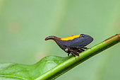 Treehopper (Enchenopa anseriformis) on a stem, Montagne de Fer, French Guiana