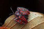 Tortoise beetle (Dorynota truncata) on a leaf, Montagne de Fer, French Guiana