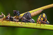 Treehopper (Anchistrotus sp) imago and nymphs on a stem with bee, Montagne des Singes, French Guiana