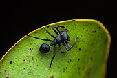 Ant-mimicking crab spider (Aphantochilus rogersi) on a leaf, Montagne des Singes, French Guiana