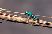 Turquoise Cuckoo wasp (Caenochrysis sp), Saramaca, French Guiana