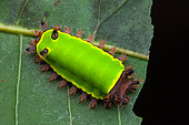 Saddleback caterpillar (Acharia sp) on a leaf, Saramaca, French Guiana