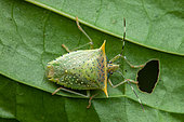 Tomato stink bug (Arvelius albopunctatus) on a leaf, Saramaca, Guyane Française