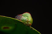 Treehopper (Cymbomorpha sp) on a leaf, Saramaca, French Guiana