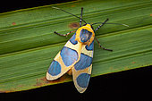 Emurena (Emurena fernandezi) on a leaf, Saramaca, French Guiana