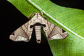 Moth (Apatelodes pandarioides) on a leaf, Saramaca, French Guiana