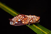 Notodontid Moth (Boriza argentipunctata) on a leaf, Saramaca, French Guiana
