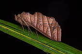 Notodontid Moth (Antaea juturna) on a leaf, Saramaca, Guyane Française