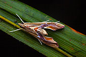 Sky-pointing moth (Agathodes designalis) on a leaf, Saramaca, Guyane Française