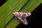 Moth (Araeomolis albipicta) on a leaf, Saramaca, French Guiana