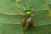 Sweat bee (Augochloropsis sp) on a leaf, Saramaca, French Guiana