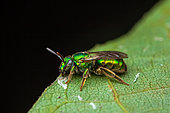 Sweat bee (Augochloropsis sp) on a leaf, Saramaca, French Guiana