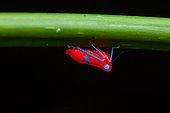 Leafhopper (Cicadellidae sp) nymph on a stem, Kaw, French Guyana